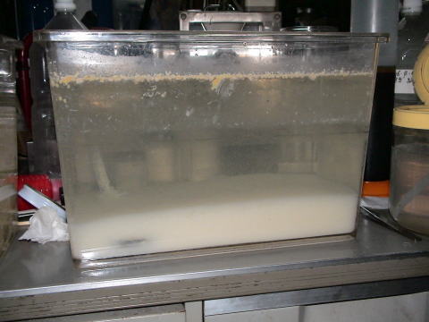 �o�C�I�f�B�[�[�����p�t������