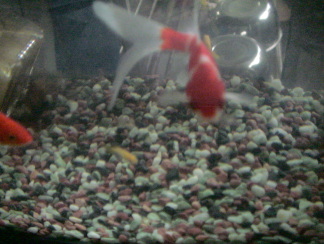 �o�C�I�f�B�[�[�����r����H�ׂ郁�_�J�����