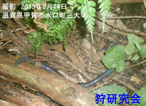 �V�[�{���g�~�~�Y�@���񂽂낤�~�~�Y�@���}�~�~�Y�@�ӂƂ݂݂�