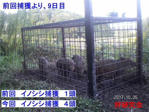 イノシシ　前回より９日目捕獲
