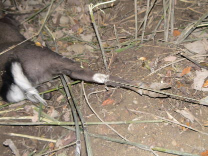 �I�W�J�̉摜