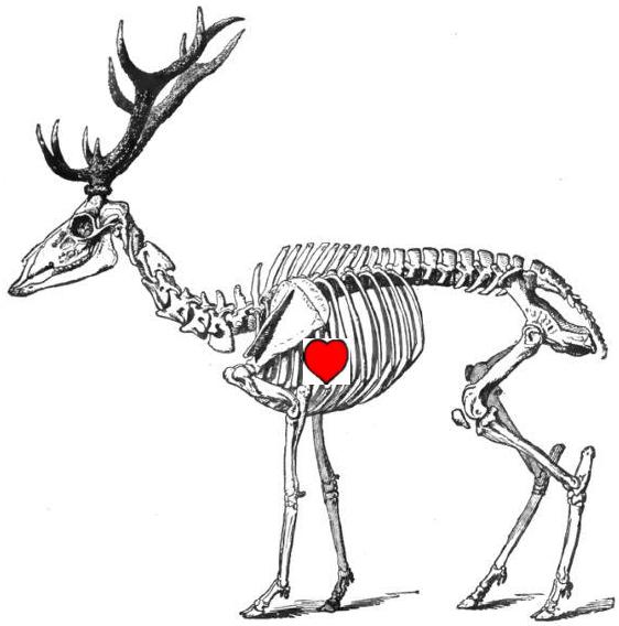 シカ　骨格　心臓の位置