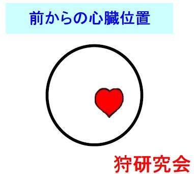 いのしし　しか　前からの心臓の位置