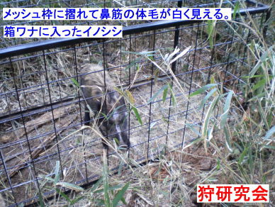 箱わな　いのしし画像