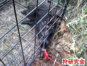 電殺画像　いのしし電殺画像　一時静体化