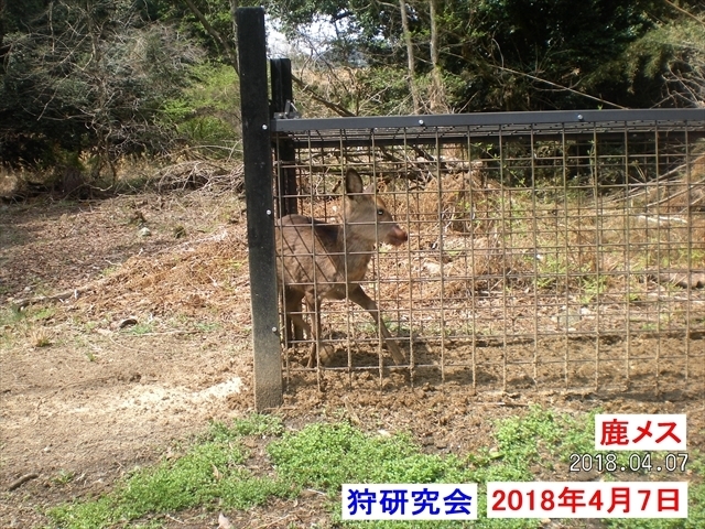 ２週間後鹿メス捕獲