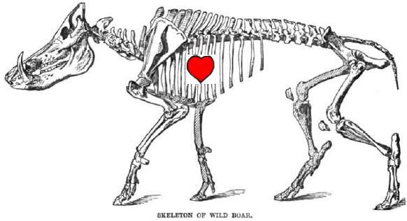 イノシシ　骨格　心臓の位置