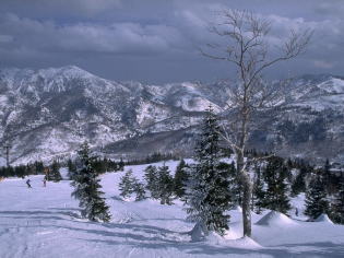 �~�@�i�F�@�摜